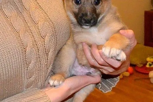 Cin Cin - szczeniak, mały i wesoły - do adopcji , 