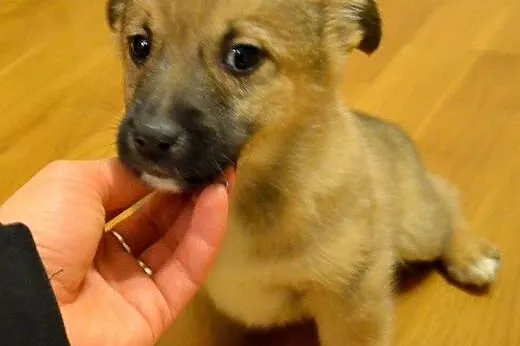 Cin Cin - szczeniak, mały i wesoły - do adopcji , 