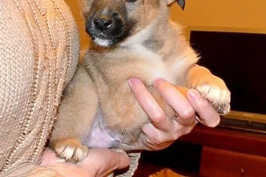 Cin Cin - szczeniak, mały i wesoły - do adopcji , 