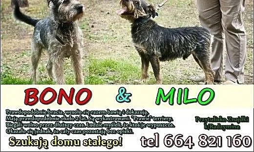 Milo i Bono polecają się do adopcji, mazowieckie