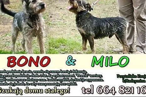 Milo i Bono polecają się do adopcji,  mazowieckie 