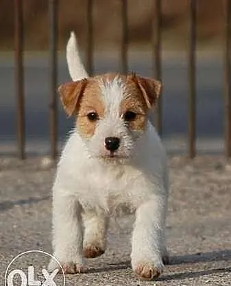 Jack Russell Terrier - piesek RODOWÓD FCI po Champ