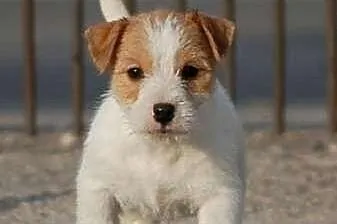 Jack Russell Terrier - piesek RODOWÓD FCI po Champ