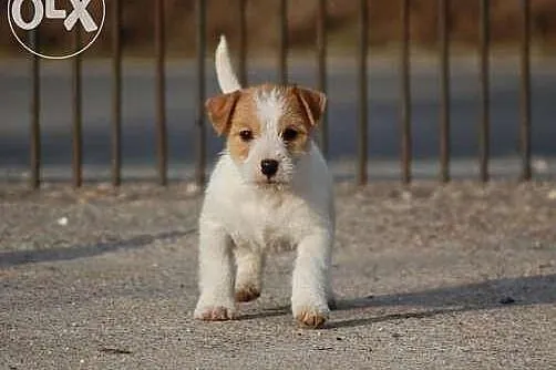 Jack Russell Terrier - piesek RODOWÓD FCI po Champ