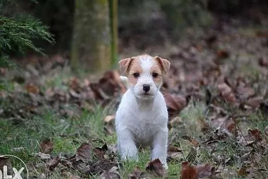 Jack Russell Terrier - piesek RODOWÓD FCI po Champ