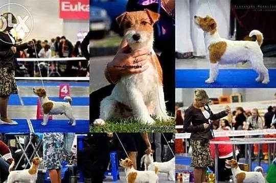 Jack Russell Terrier - piesek RODOWÓD FCI po Champ