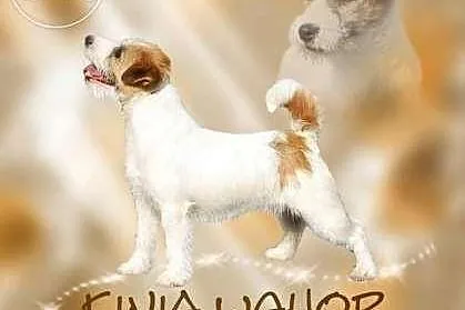 Jack Russell Terrier - piesek RODOWÓD FCI po Champ