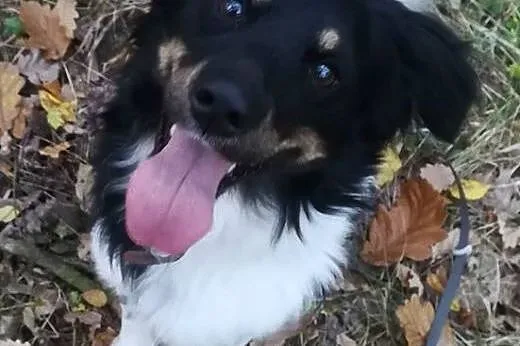 Frędzelek-3letni, 12kg, wesoły, towarzyski, kontaktowy,  dolnośląskie Wrocław, 