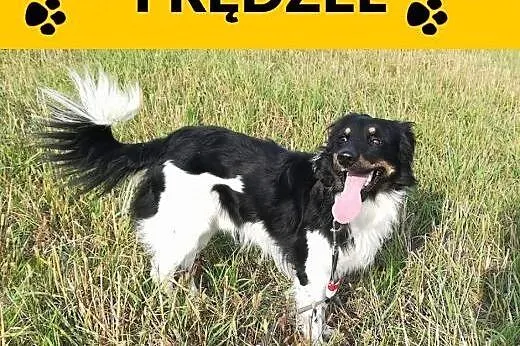 Frędzelek-3letni, 12kg, wesoły, towarzyski, kontaktowy,  dolnośląskie Wrocław, 