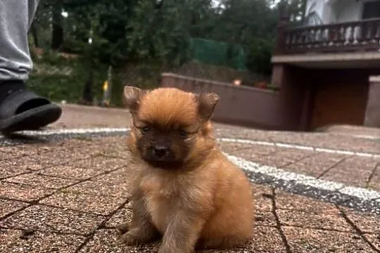 Szpic miniaturowy pomeranian