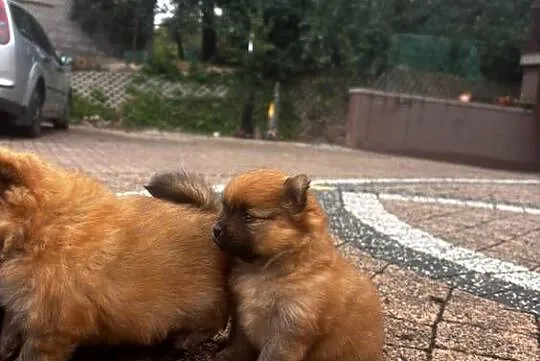 Szpic miniaturowy pomeranian, Świętokrzyskie, Pawłów