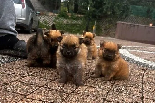 Szpic miniaturowy pomeranian, Świętokrzyskie, Pawłów