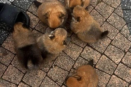Szpic miniaturowy pomeranian, Świętokrzyskie, Pawłów