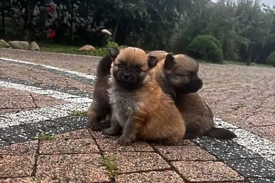 Szpic miniaturowy pomeranian, Świętokrzyskie, Pawłów