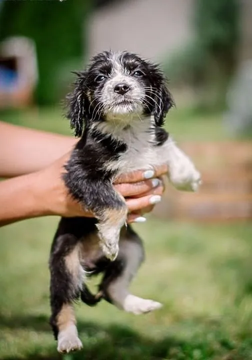 5 szczeniaków SPANIEL - BORDER COLLIE mix do pilne
