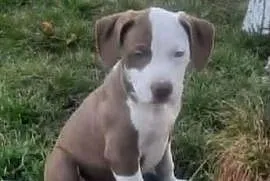 American Staffordshire Terrier Amstaff nie Pit Bull gotowy do odbioru