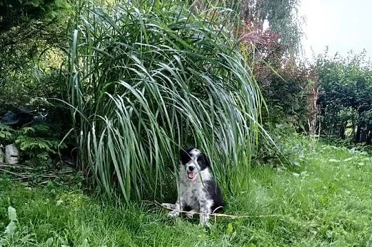 Border collie śliczny piesek