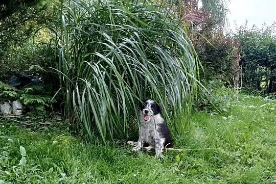 Border collie śliczny piesek, Kujawsko-pomorskie, Toruń