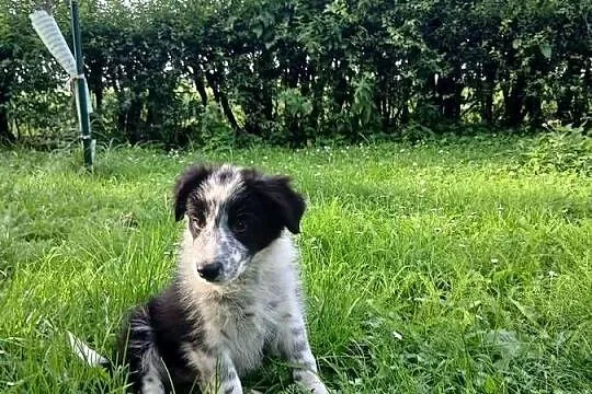 Border collie śliczny piesek, Kujawsko-pomorskie, Toruń
