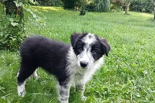 Border collie śliczny piesek, Kujawsko-pomorskie, Toruń
