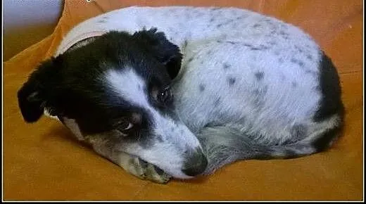 Kochana suczka Diuna szuka domu! 6 lat kundelek,