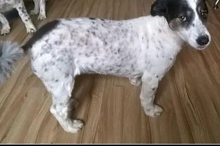 Kochana suczka Diuna szuka domu! 6 lat kundelek,  