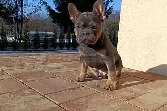 Buldog francuski blue &tan chłopczyk