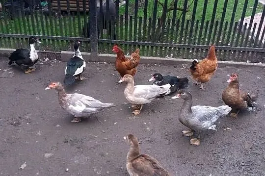 Kaczki francuskie 3 tygodnie, Świętokrzyskie, Kielce