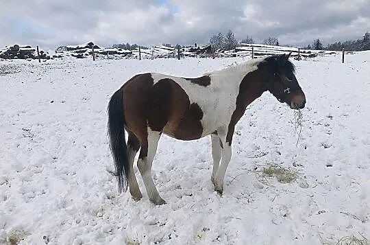 Sprzedam ogiera huculskiego HUCUŁ, Sierakowice