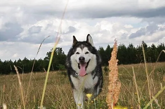 GERY - rodowodowy alaskan malamute do pokochania