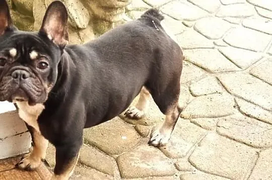 Buldog Francuski-Black and Tan - oferta krycia