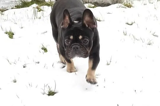 Buldog Francuski-Black and Tan - oferta krycia