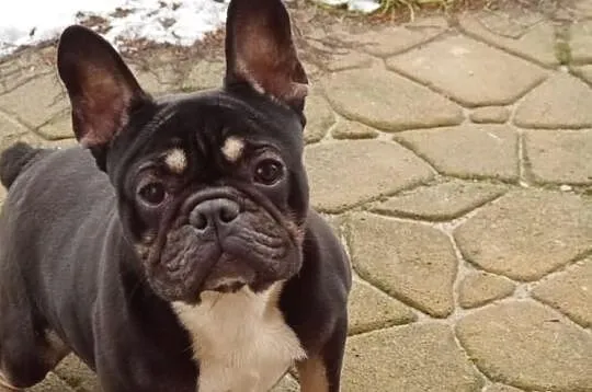 Buldog Francuski-Black and Tan - oferta krycia