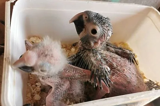 Ara Marakana Do ręcznego karmienia Pisklaki Pisklak Kakadu
