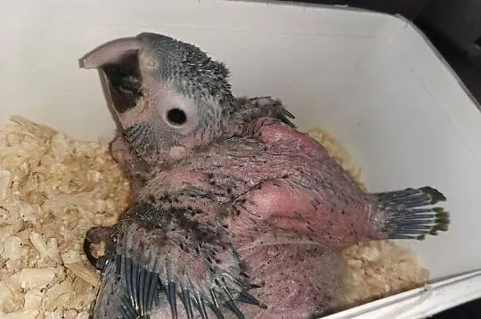 Ara Marakana Do ręcznego karmienia Pisklaki Pisklak Kakadu, Wielkopolskie, Poznań