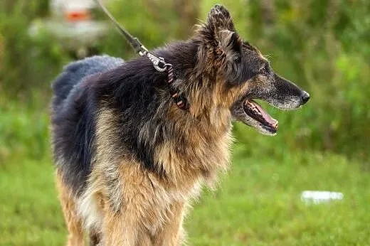 KLARA – stateczna dama szuka ludzi, któr