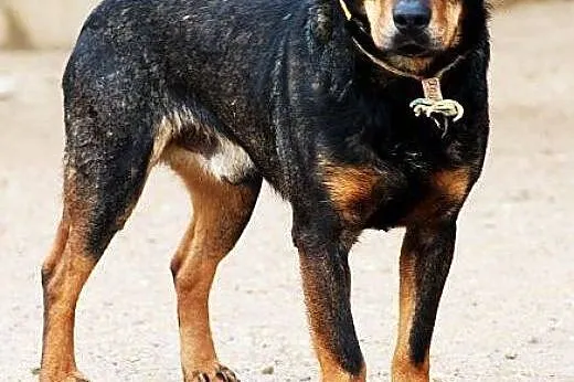 MATIZ najwierniejszy przyjaciel człowieka! mądry, pojętny piesek SZUKA DOMU,  mazowieckie Warszawa