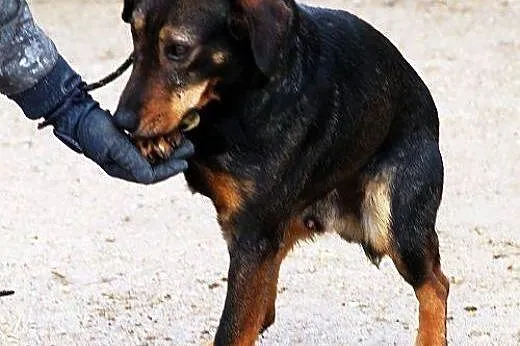 MATIZ najwierniejszy przyjaciel człowieka! mądry, 