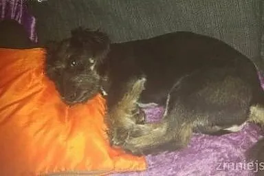 Uroczy mały CLYDE szuka domku, pokochaj,  Kundelki