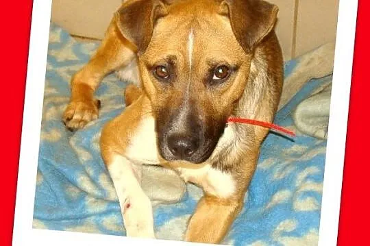 TYSON boksiowaty pies, sympatyczny, przyjacielski_Adopcja_