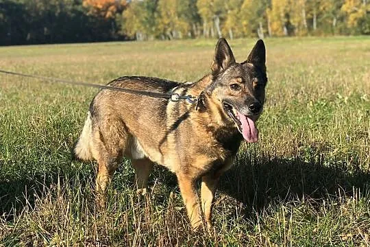 Aleks-piękny,spokojny,nieśmiały,delikatny,nienachalny pies DO ADOPCJI, Małopolskie, Kraków