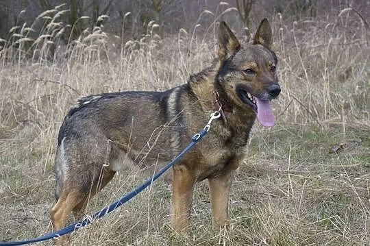 Aleks-piękny,spokojny,nieśmiały,delikatny,nienachalny pies DO ADOPCJI, Małopolskie, Kraków