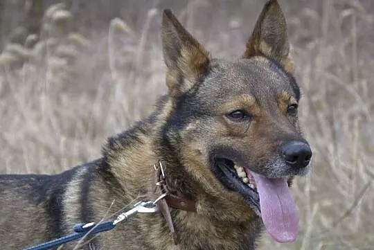 Aleks-piękny,spokojny,nieśmiały,delikatny,nienachalny pies DO ADOPCJI, Małopolskie, Kraków