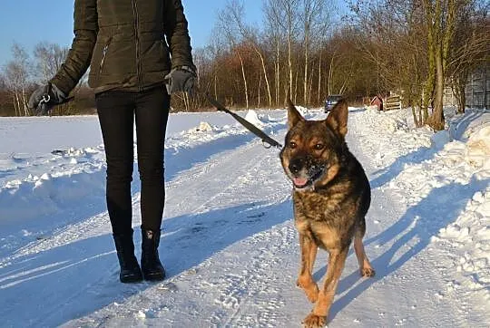 Aleks-piękny,spokojny,nieśmiały,delikatny,nienachalny pies DO ADOPCJI, Małopolskie, Kraków