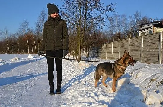 Aleks-piękny,spokojny,nieśmiały,delikatny,nienachalny pies DO ADOPCJI, Małopolskie, Kraków
