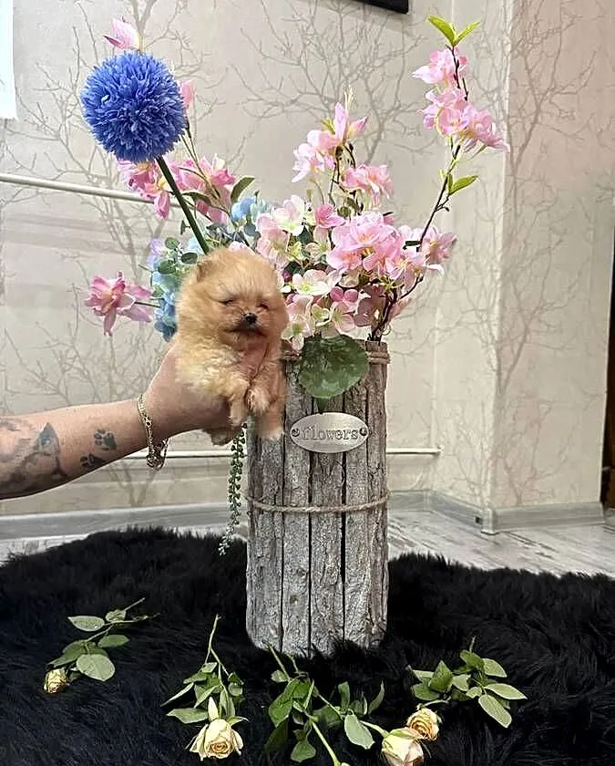 Szpic miniaturowy pomeranian boy, Śląskie, Gliwice