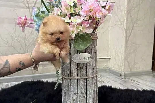 Szpic miniaturowy pomeranian boy, Śląskie, Gliwice