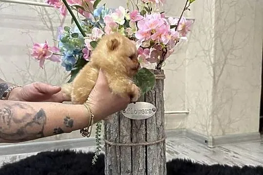 Szpic miniaturowy pomeranian boy, Śląskie, Gliwice