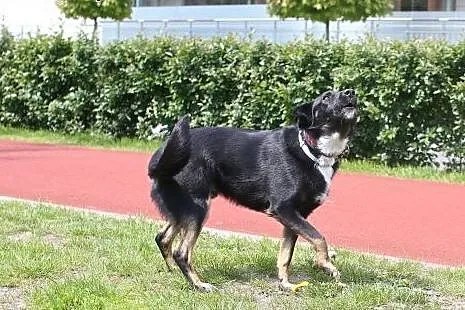 Pies idealny istnieje! WILLY,  mazowieckie Warszaw