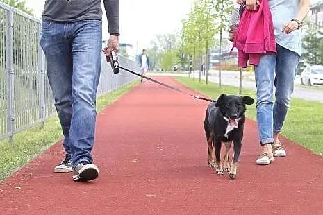 Pies idealny istnieje! WILLY,  mazowieckie Warszaw